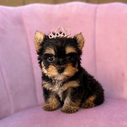 Princess - Black and tan female Yorkshire Terrier puppy in Surprise, Arizona from Enchanted Yorkies