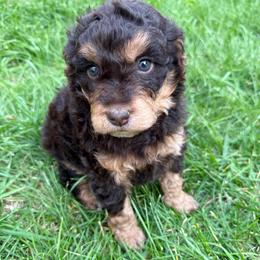 Jolene - Red tri-color female Aussiedoodle puppy in Heber City, Utah from Junipersdoodles