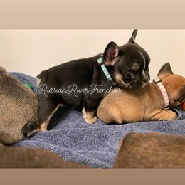French Bulldog Puppies from Russian River Frenchies