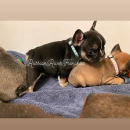 French Bulldog Puppies from Russian River Frenchies
