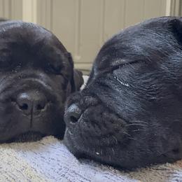 Cane Corso Puppies from Arcana Cane Corso