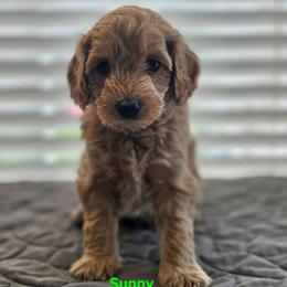 Sunny - Apricot male Goldendoodle puppy in Summerville, South Carolina from Channys Doodles