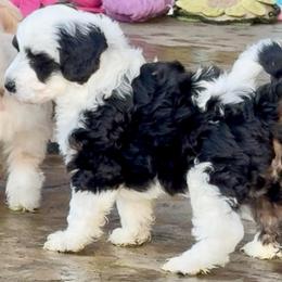Teton - Black and white male Sheepadoodle puppy in Roseburg, Oregon from Sharon’s Sheepadoodle’s