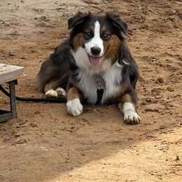 Cutter - Australian Shepherd