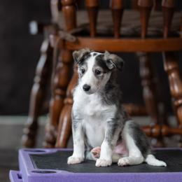 Carlos - Black and brindle male Silken Windhound puppy in Michigan from Regalant Silken Windhounds