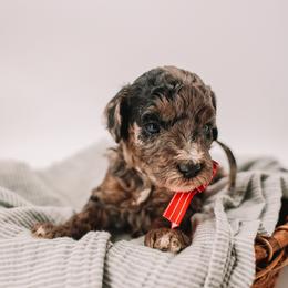 Grey Boy - Merle male Cavapoo puppy in Mckinney, Texas from Doodles of North Tx