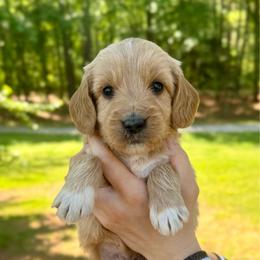 Tobin - Apricot male Goldendoodle puppy in Kenansville, North Carolina from J+A Family Doodles