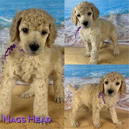 Nags Head - Cream female Poodle puppy in Swansboro, North Carolina from Monarch Standard Poodles
