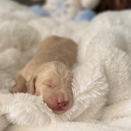 Luke - Cream male Labradoodle puppy in San Antonio, Texas from I Love U Back Labradoodles, LLC