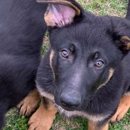 German Shepherds from Rockin’ B German Shepherds