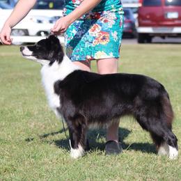 Charlea - Border Collie