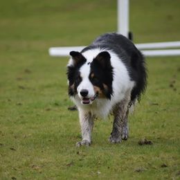 Caber - Border Collie