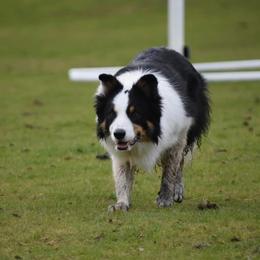 Caber - Border Collie