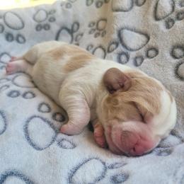 Boy- (Reserved) - Red and white male Basset Hound puppy in Lumberton, Mississippi from Freeman's Floppy Eared Bassets