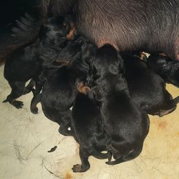 Rottweiler Puppies from Von Liebenhaus Rottweilers
