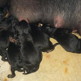 Rottweiler Puppies from Von Liebenhaus Rottweilers