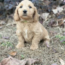 Green - Apricot male Goldendoodle puppy in Baldwin, Georgia from Simmons F1b Goldendoodles