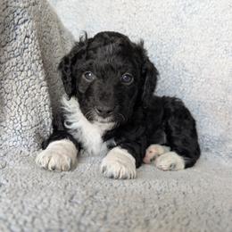 Boots - Black male Goldendoodle puppy in Englewood, Ohio from The Golden Aussie Co.
