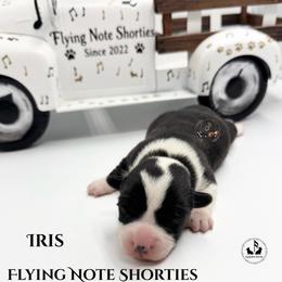 Iris - Black and white female Cardigan Welsh Corgi puppy in Casper, Wyoming from Flying Note Shorties