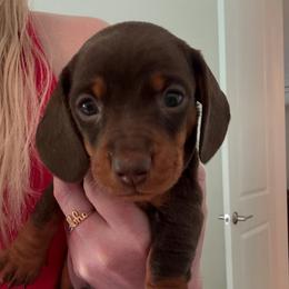 Milkshake - Chocolate and tan male Dachshund puppy in Corona, Ca Hemet, Ca Surpise, Arizona from Over The Moon Dachshunds