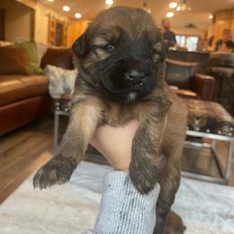 Taffy - Wheaten female Soft Coated Wheaten Terrier puppy in Kirksville, Missouri from BellSharps Australian Shepherds