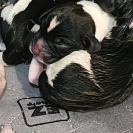 Scout - Black and white female Beagle puppy in Bois D Arc, Missouri from Country Home Pets and Farm