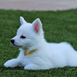Berger Blanc Suisse Puppies from Absolute Dream White Swiss Shepherds