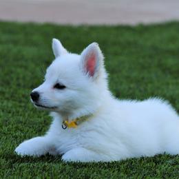 Berger Blanc Suisse Puppies from Absolute Dream White Swiss Shepherds