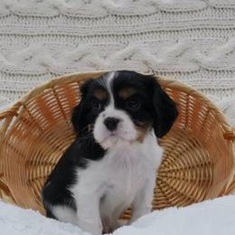 Leif - Tri-color male Cavalier King Charles Spaniel puppy in Marcellus, Michigan from Coolcreek Pets