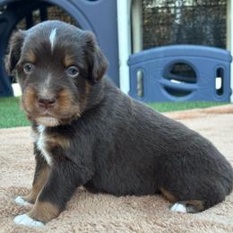 Red - Red tri male Miniature Australian Shepherd puppy in Arizona from Country Charm Mini Aussies