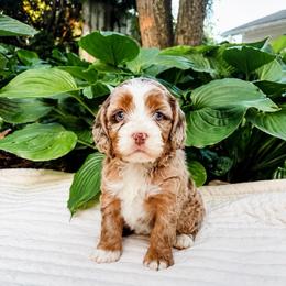 Honey - Munchkin Bernedoodle - Chocolate merle female Bernedoodle puppy in Sharpsburg, Georgia from Steindoodles