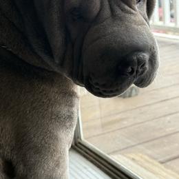 Chinese Shar-Pei puppies from Amy Mahaffey's Chinese Shar-Pei