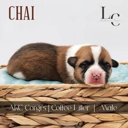 Chai - Red male Pembroke Welsh Corgi puppy in Pine Village, Indiana from NL Horsemanship