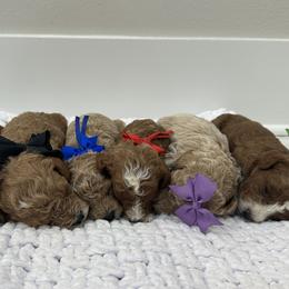 Poodle puppies from Pearls & Curls doodles & poodles