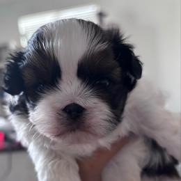 Koda - Tricolor male Shih Tzu puppy in Avondale, Arizona from Riley Family Shih Tzus