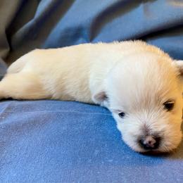 Spud (Brown) - White male West Highland White Terrier puppy in Jefferson, North Carolina from McGuire’s High Country Terriers