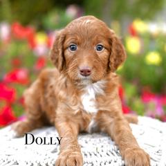 Girl 1 - female Irish Doodle puppy in Tucson, Arizona from Sun Valley Goldendoodles