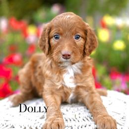 Girl 1 - female Irish Doodle puppy in Tucson, Arizona from Sun Valley Goldendoodles