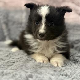 Gia - Black and white female Shetland Sheepdog puppy in Middleburgh, New York from StoneyAcre