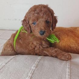 Samuel of Shiloh Majestic Embrace Miniature Poodle - Red  male Poodle puppy in Licking, Missouri from Majestic Embrace Poodles