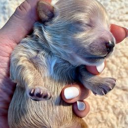 Maltipoo Puppies from Christine Plano