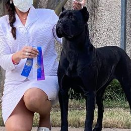 Cane Corso from Vernon Hills Cane Corso