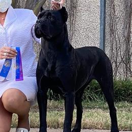 Cane Corso from Vernon Hills Cane Corso