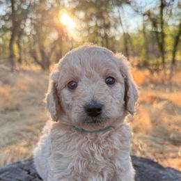 Willow - Apricot female Goldendoodle puppy in Redding, California from O’Hara  Doodles