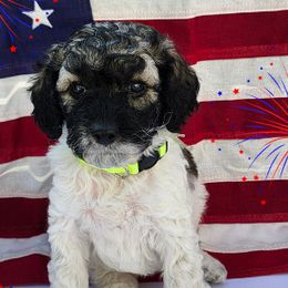 Cockapoos, Goldendoodles, and Poodles from Big Bang Poodles & Cockapoos