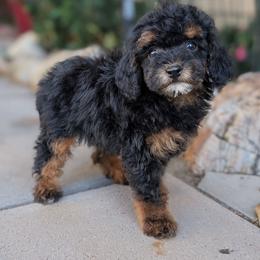 Trouble - Phantom male Poodle puppy in Laveen, Arizona from Neely Family Poodles