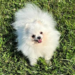 Icy - English Toy Spaniel