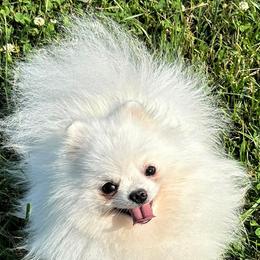 Icy - English Toy Spaniel