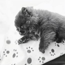 Pomeranian Puppies from Mary's Pomeranians
