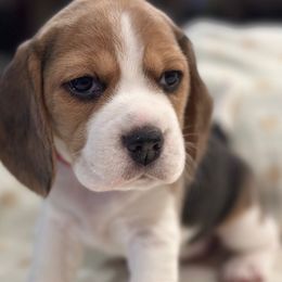Girl 3 - Black tan and white Beagle puppy in Las Vegas, Nevada from Vegas Valle Beagles